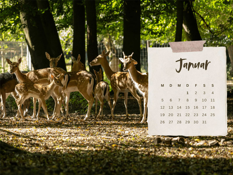 Exklusiver Damwild-Kalender 2026