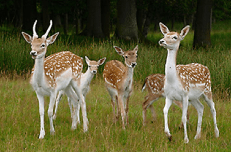 2 Damwild auf einer Wiese vor einem Wald mit Jungtieren