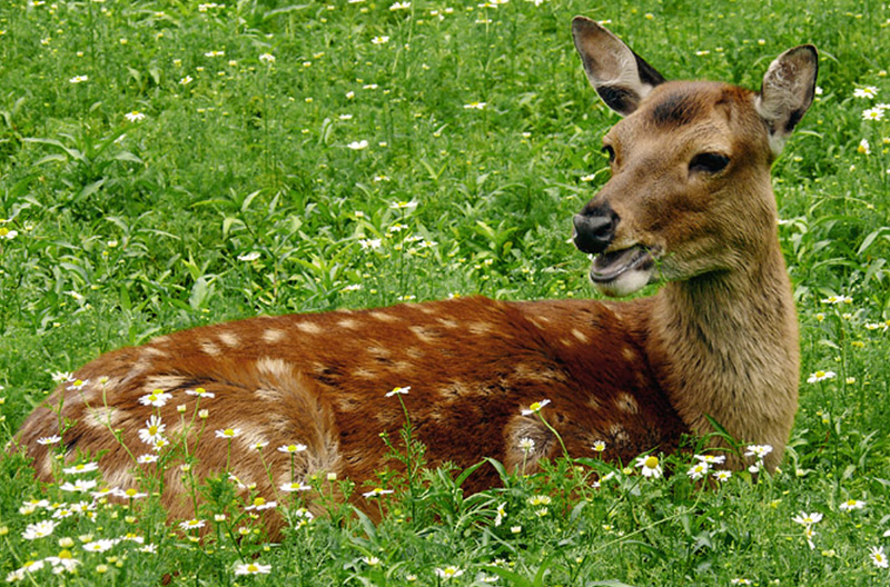 Ein Damwild liegt im grünen Gras