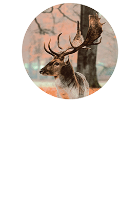 Logo Damwildgehege Bad Oeynhausener Schweiz e. V.