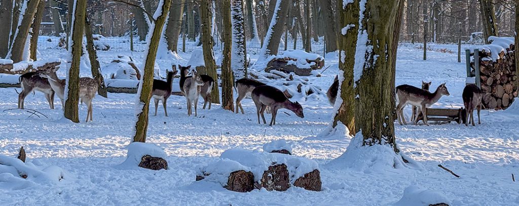 Ein Rudel Damwild bei Schnee im Gehege